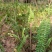 肾蕨排骨草20-50