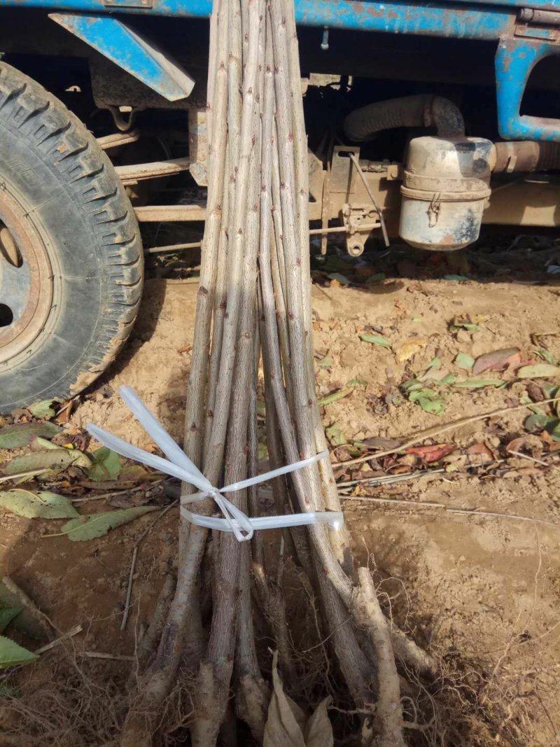 各种品种樱桃苗樱桃树