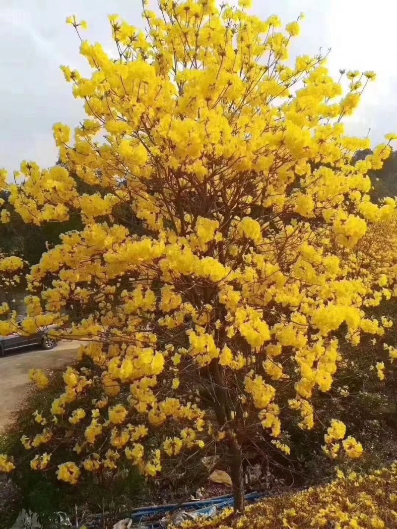 绣球多花黄花风铃木，多花风铃木，抗寒品种，规格齐全