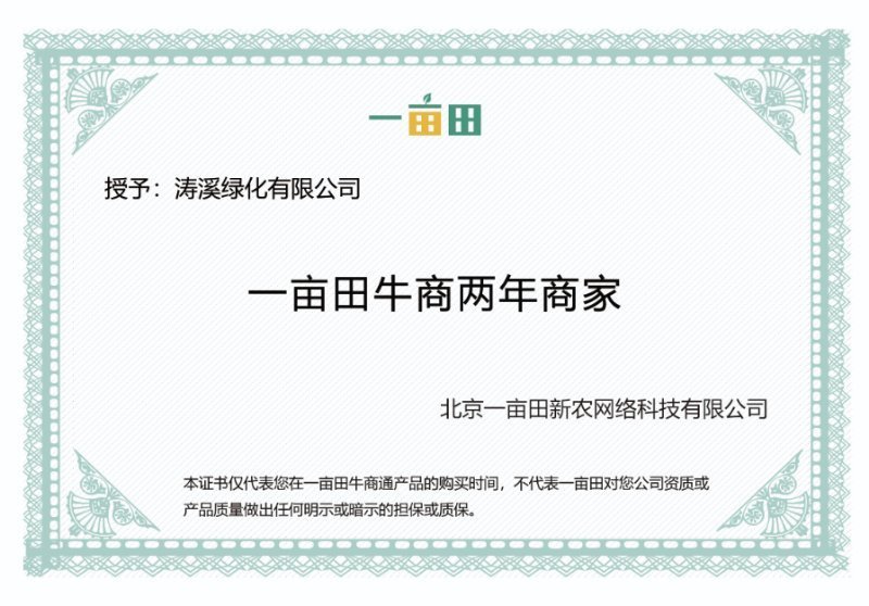 连翘小苗.绿化苗木多年丛生连翘.黄老虎.工程树苗基地直供