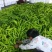 山东潍坊黄皮尖椒，辣椒。各种辣椒大量上市。