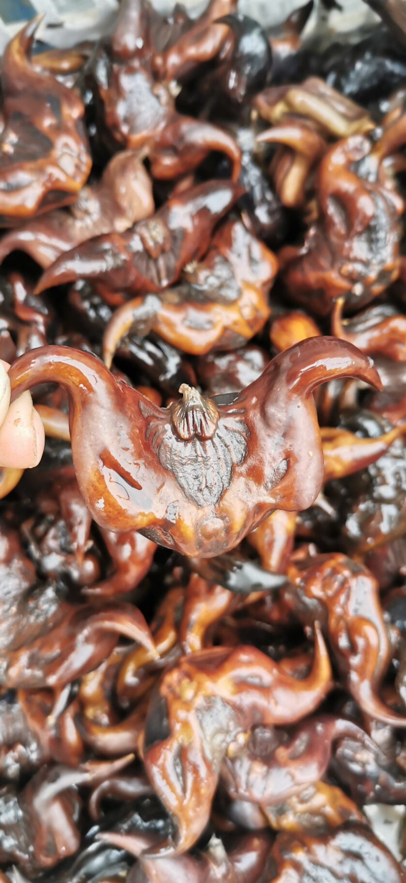 菱角批发高产菱角早熟菱角特级菱角现起现发