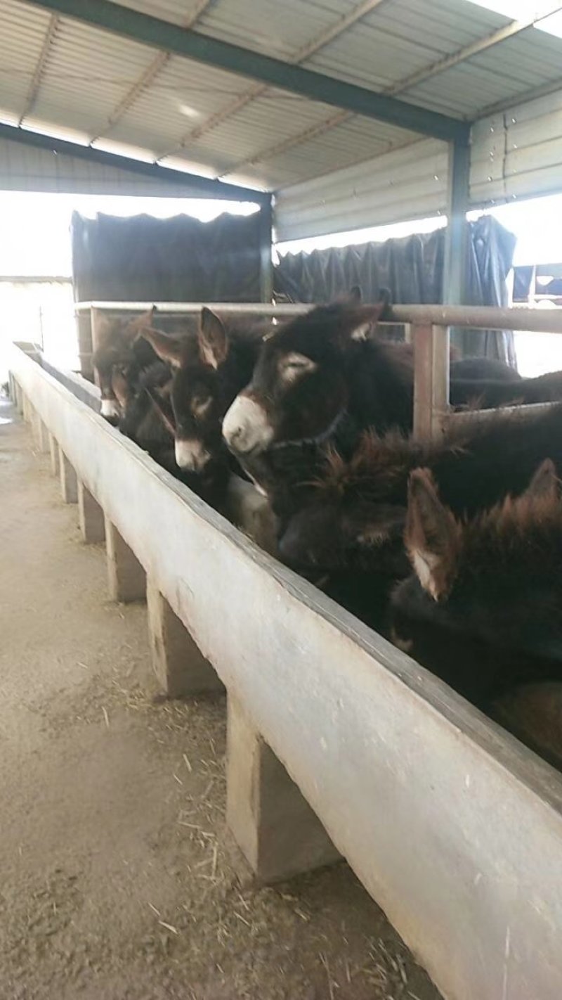 肉驴德州肉驴苗天上龙肉地上驴肉免费送货到付款