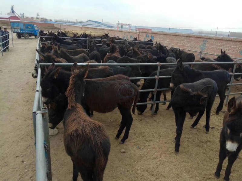 肉驴德州肉驴苗天上龙肉地上驴肉免费送货到付款