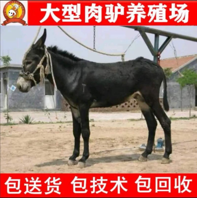 肉驴德州肉驴苗天上龙肉地上驴肉免费送货到付款