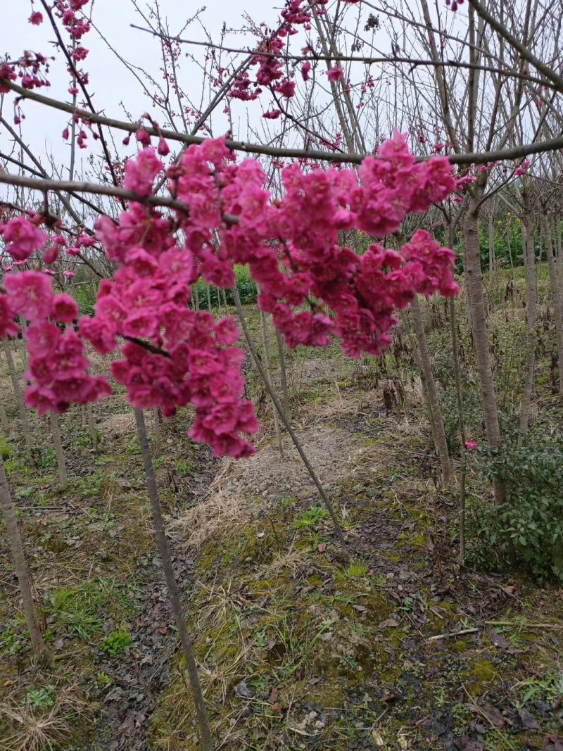 大量批发吊钟樱花，中国红樱花，中国樱花，早樱，苗木新品种