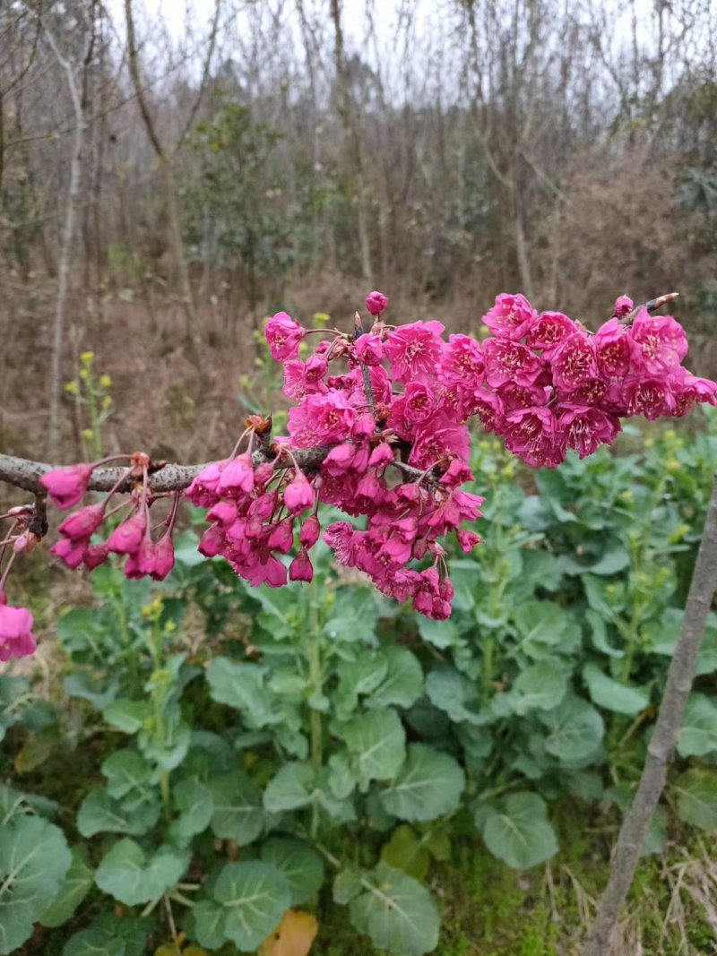 大量批发吊钟樱花，中国红樱花，中国樱花，早樱，苗木新品种