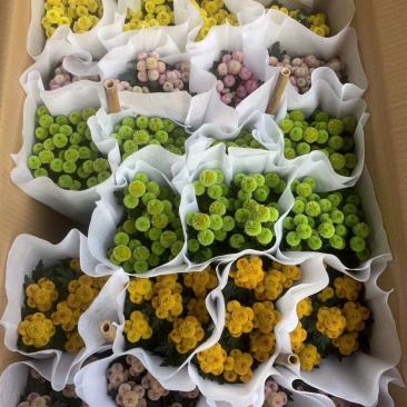 120纽扣菊6元，一件24盆