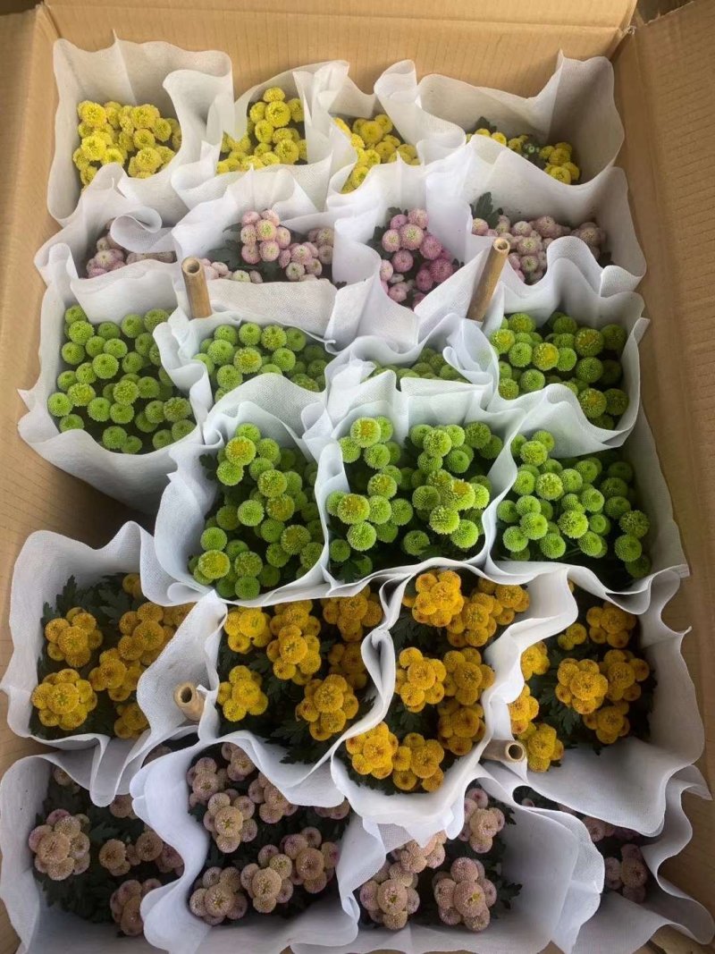 120纽扣菊6元，一件24盆