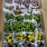 120纽扣菊6元，一件24盆