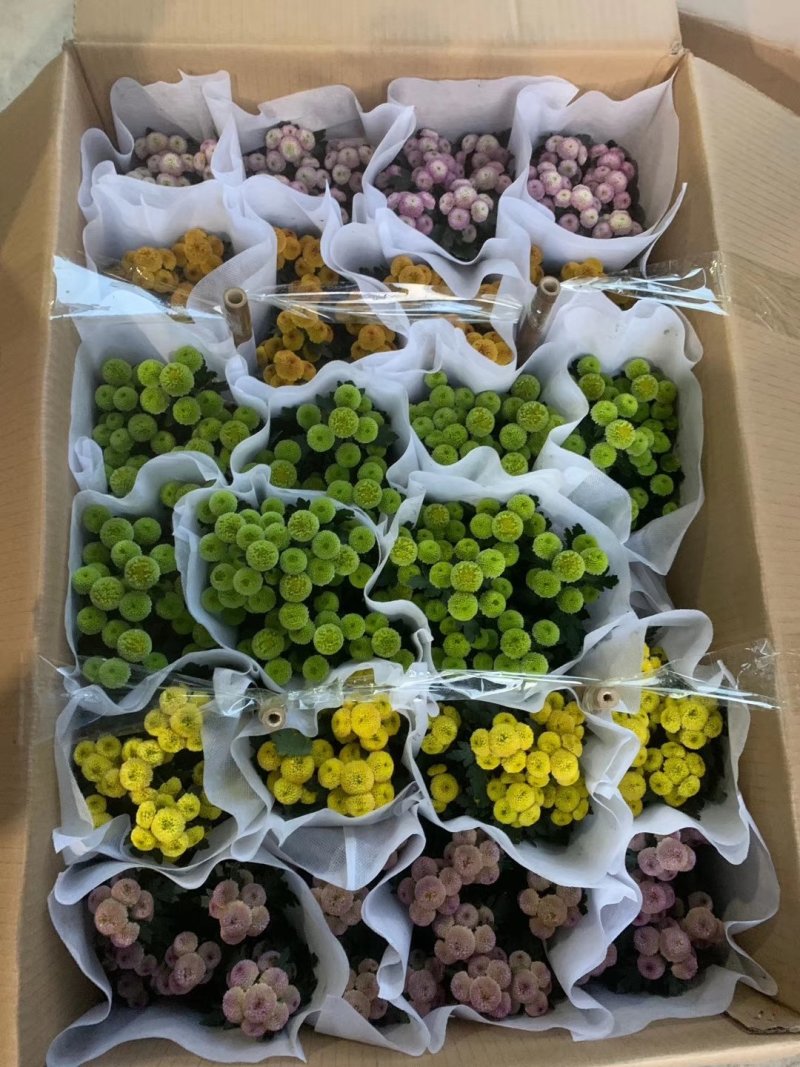 120纽扣菊6元，一件24盆