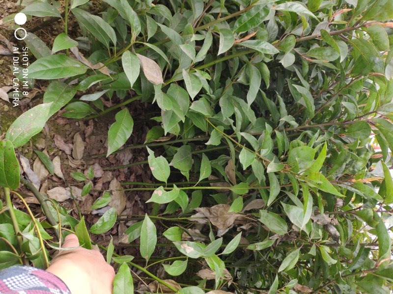 优质小叶香樟小苗，红樟小苗，两年苗，苗木粗壮，规格齐全