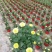 本地140乒乓菊24装6/盆