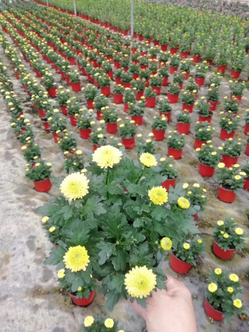 本地140乒乓菊24装6/盆