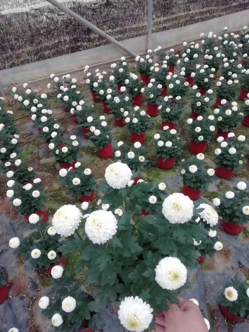 本地140乒乓菊24装6/盆