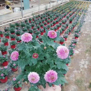 本地140乒乓菊24装6/盆