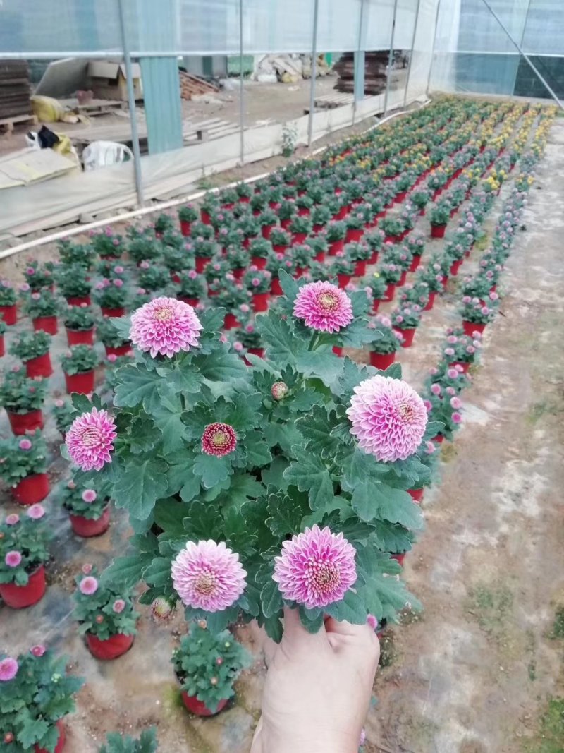 本地140乒乓菊24装6/盆