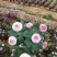 本地140乒乓菊24装6/盆