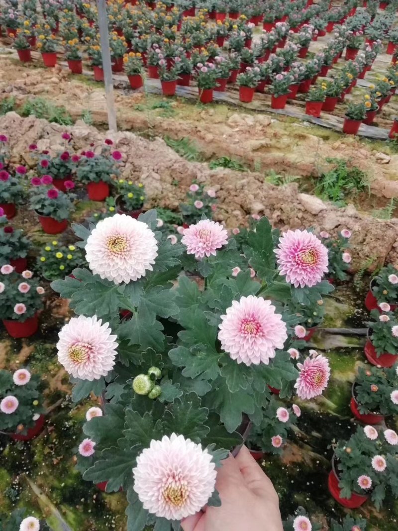 本地140乒乓菊24装6/盆