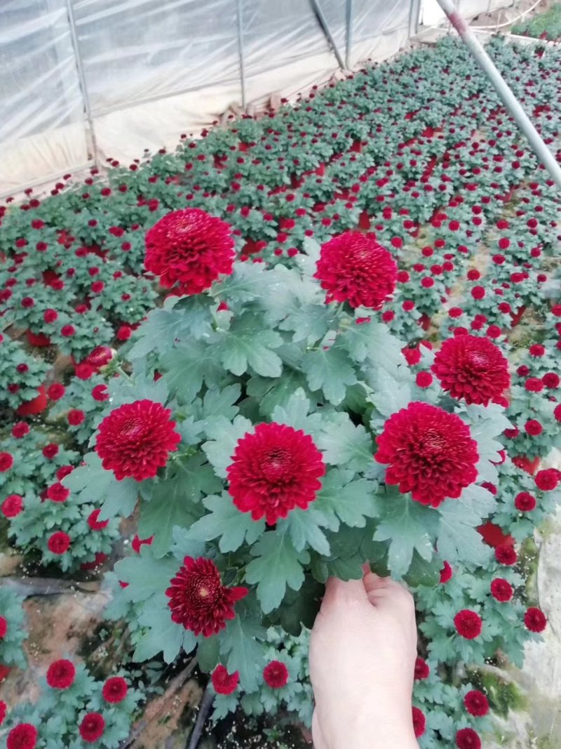 本地140乒乓菊24装6/盆