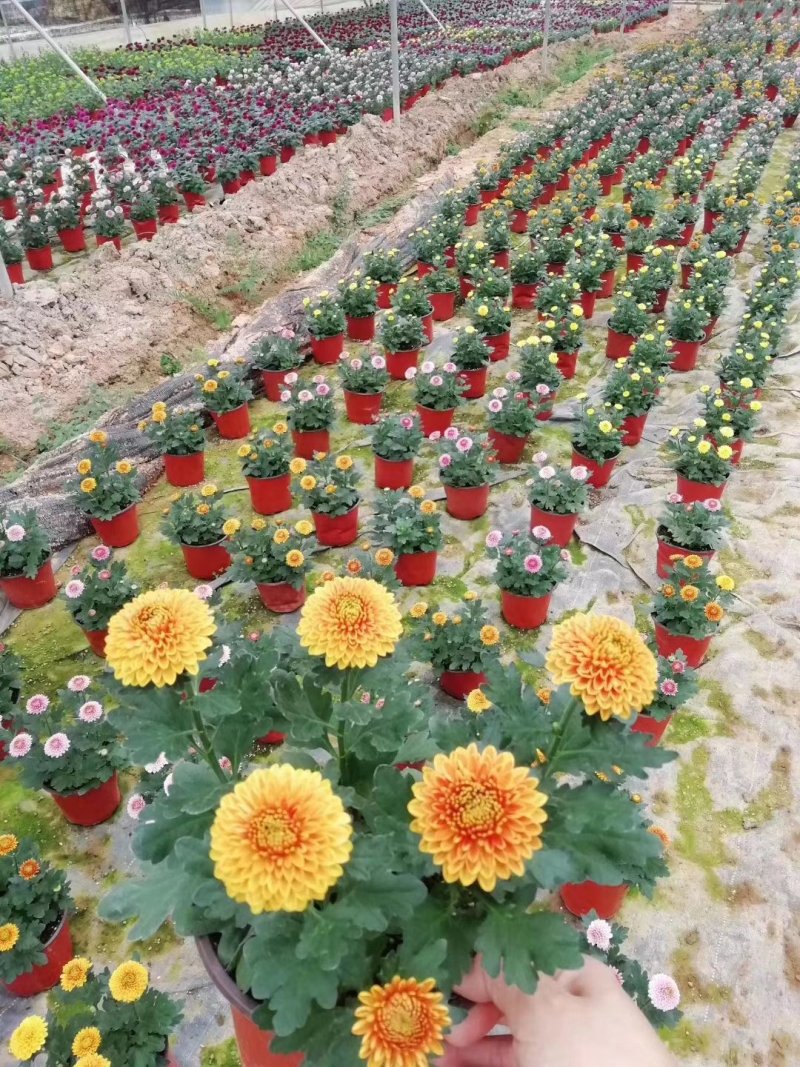 本地140乒乓菊24装6/盆
