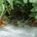 湛江圣女果