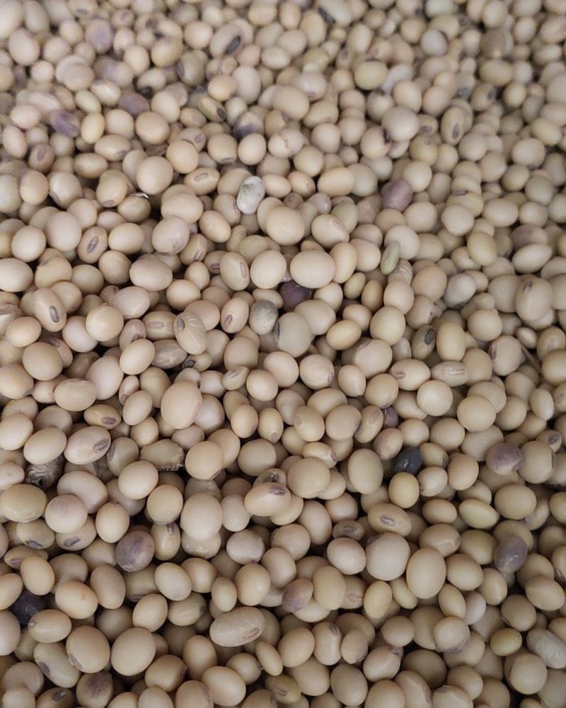 2024新黄豆中等，做豆腐，豆花，豆干的优质原材料。