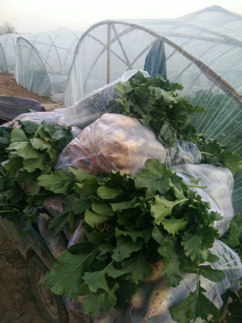 水果萝卜电商团购口感好脆甜货源充足个个茬口好