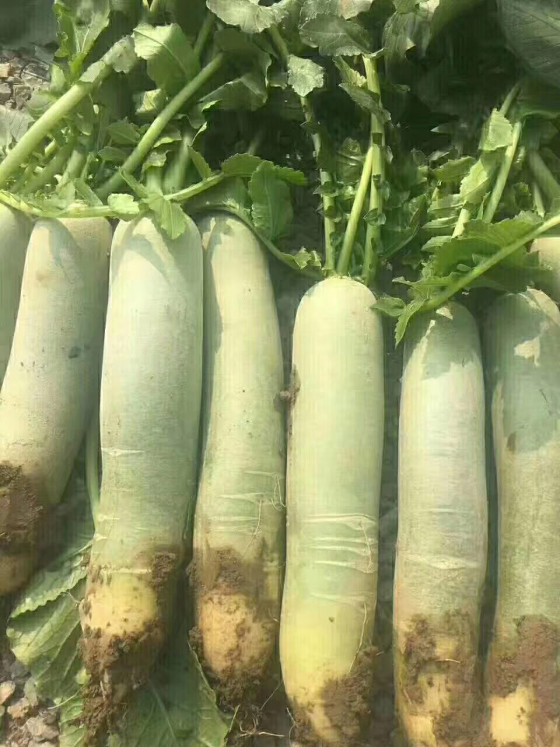 水果萝卜电商团购口感好脆甜货源充足个个茬口好