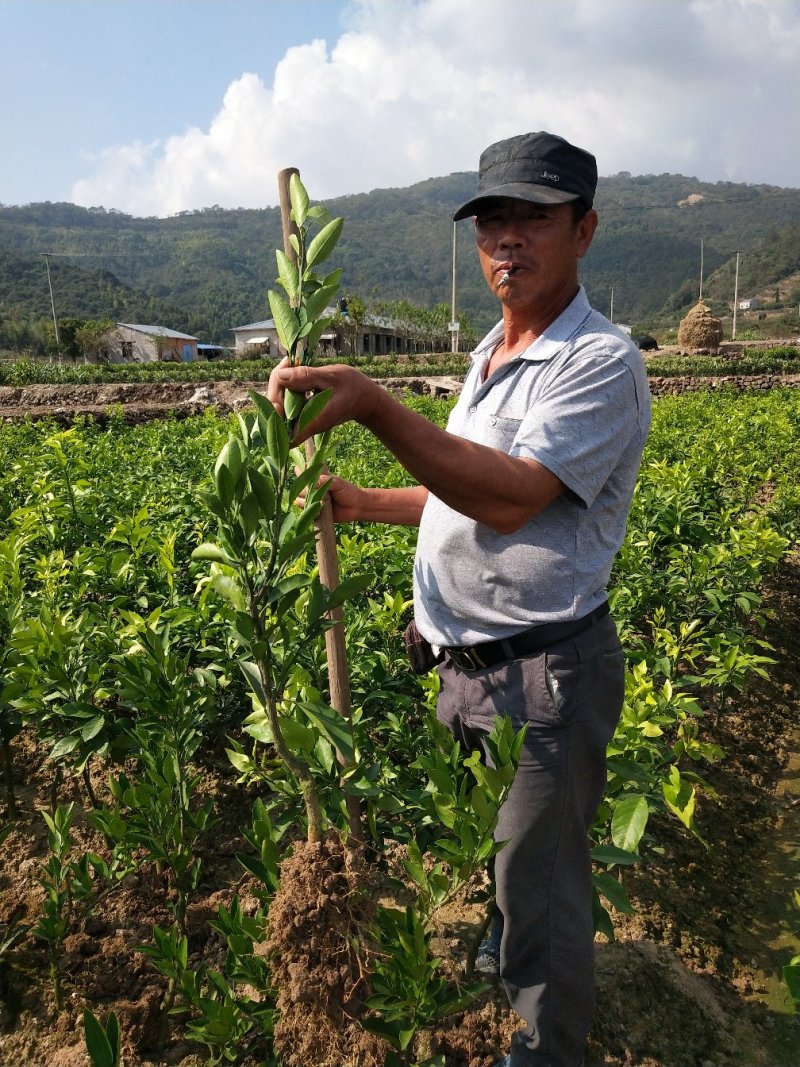 浙江宁海正宗由良蜜桔苗早熟蜜桔温州蜜桔有检疫证各种规格