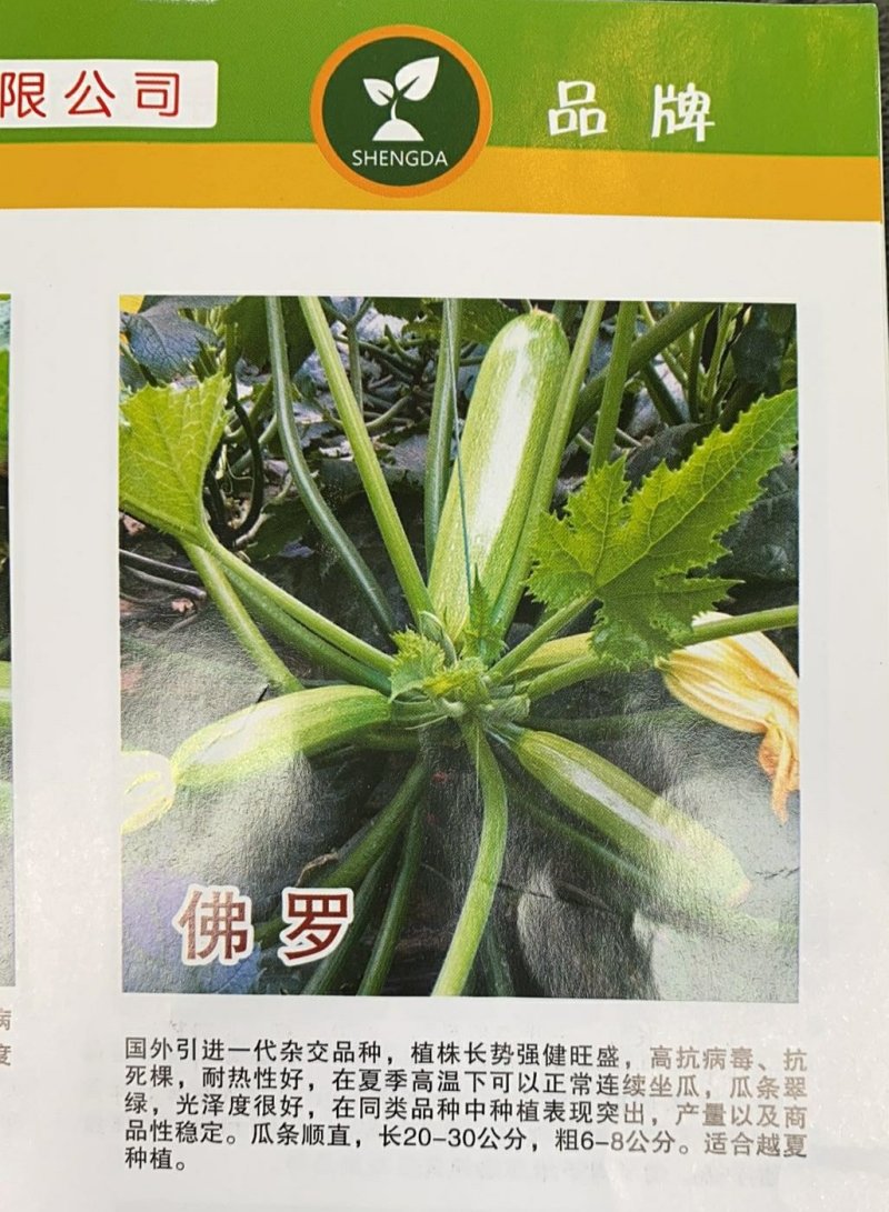 西葫芦种子佛罗耐热性好高抗病瓜条翠绿