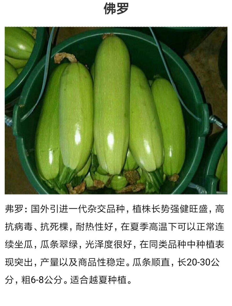 西葫芦种子佛罗耐热性好高抗病瓜条翠绿