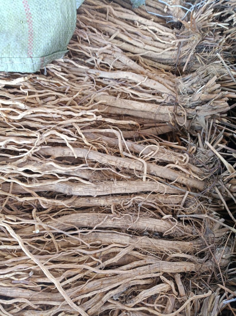 甘肃陇西县自种防风