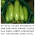 佛罗西葫芦种子耐热性好瓜条翠绿