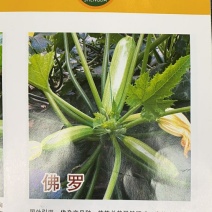 佛罗西葫芦种子耐热性好瓜条翠绿