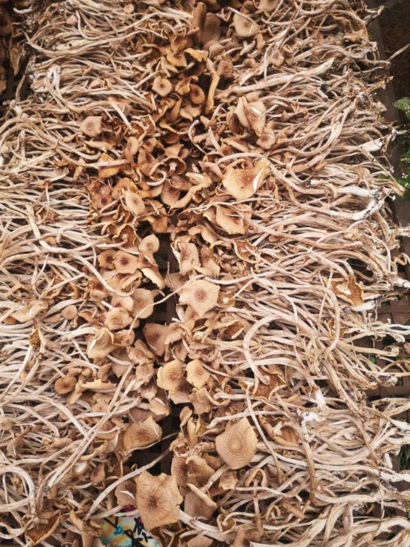 开伞茶树菇原厂地一手货源，批发价格量多优惠，可视屏看货