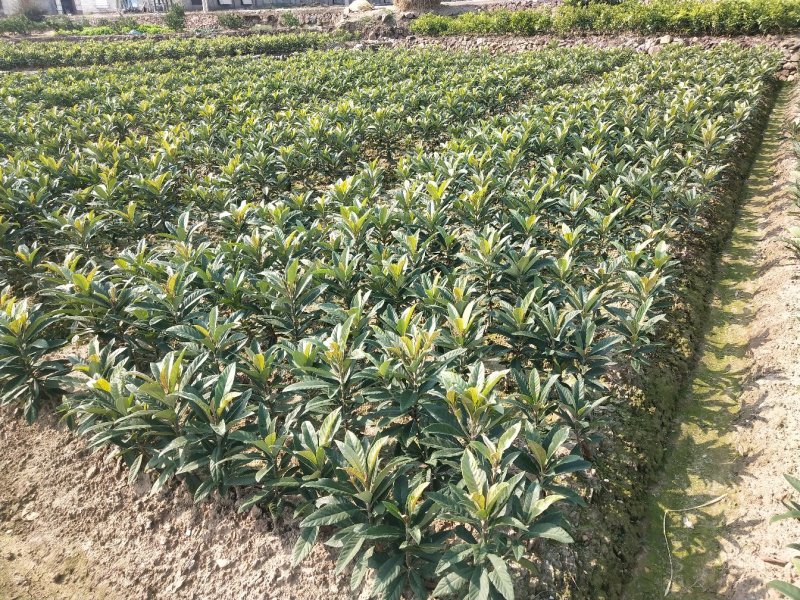 超值好苗正宗宁海白沙枇杷苗粗壮根系发达苗圃直供技术支持