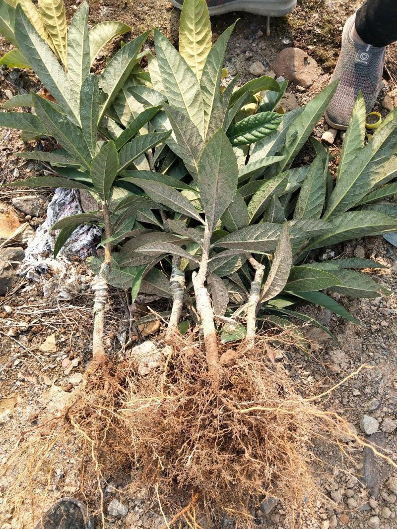 超值好苗正宗宁海白沙枇杷苗粗壮根系发达苗圃直供技术支持