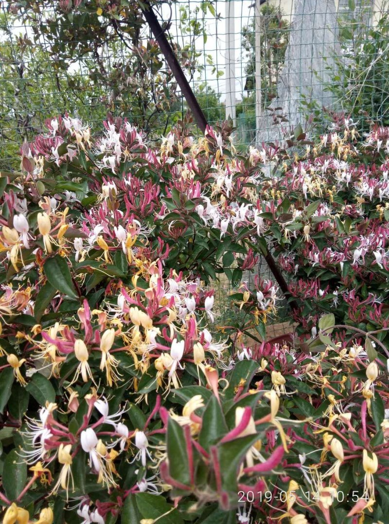 庭院阳台装饰精品金银花树(红花）观赏入茶药用均可