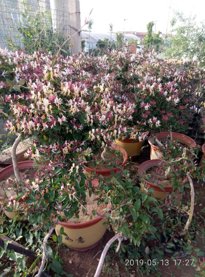 庭院阳台装饰精品金银花树(红花）观赏入茶药用均可