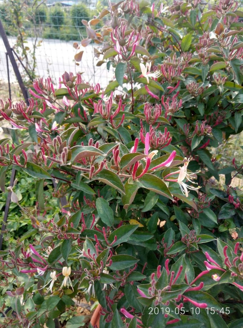 庭院阳台装饰精品金银花树(红花）观赏入茶药用均可