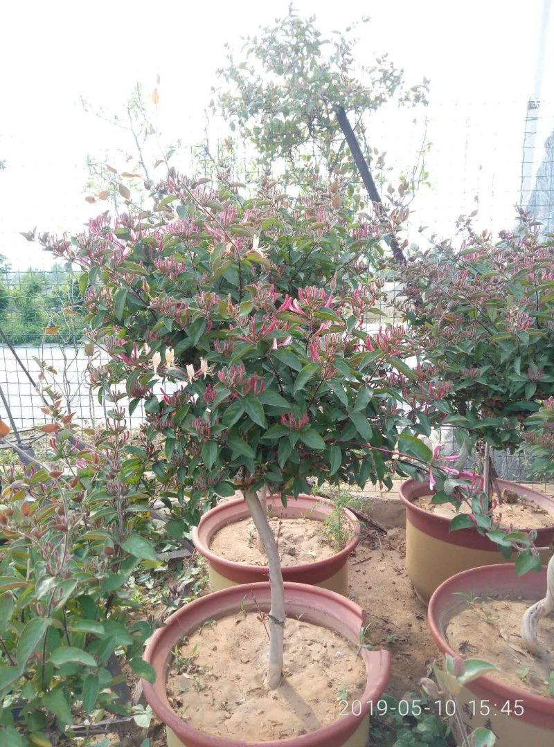 庭院阳台装饰精品金银花树(红花）观赏入茶药用均可