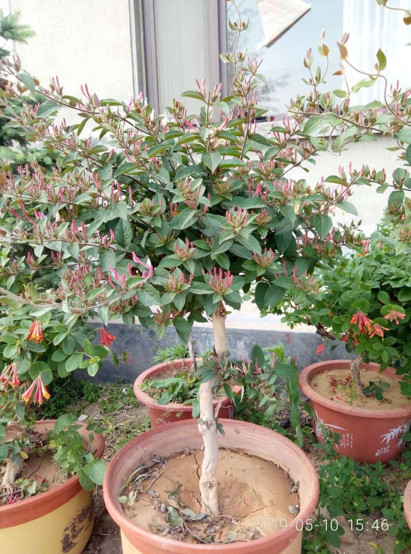 庭院阳台装饰精品金银花树(红花）观赏入茶药用均可