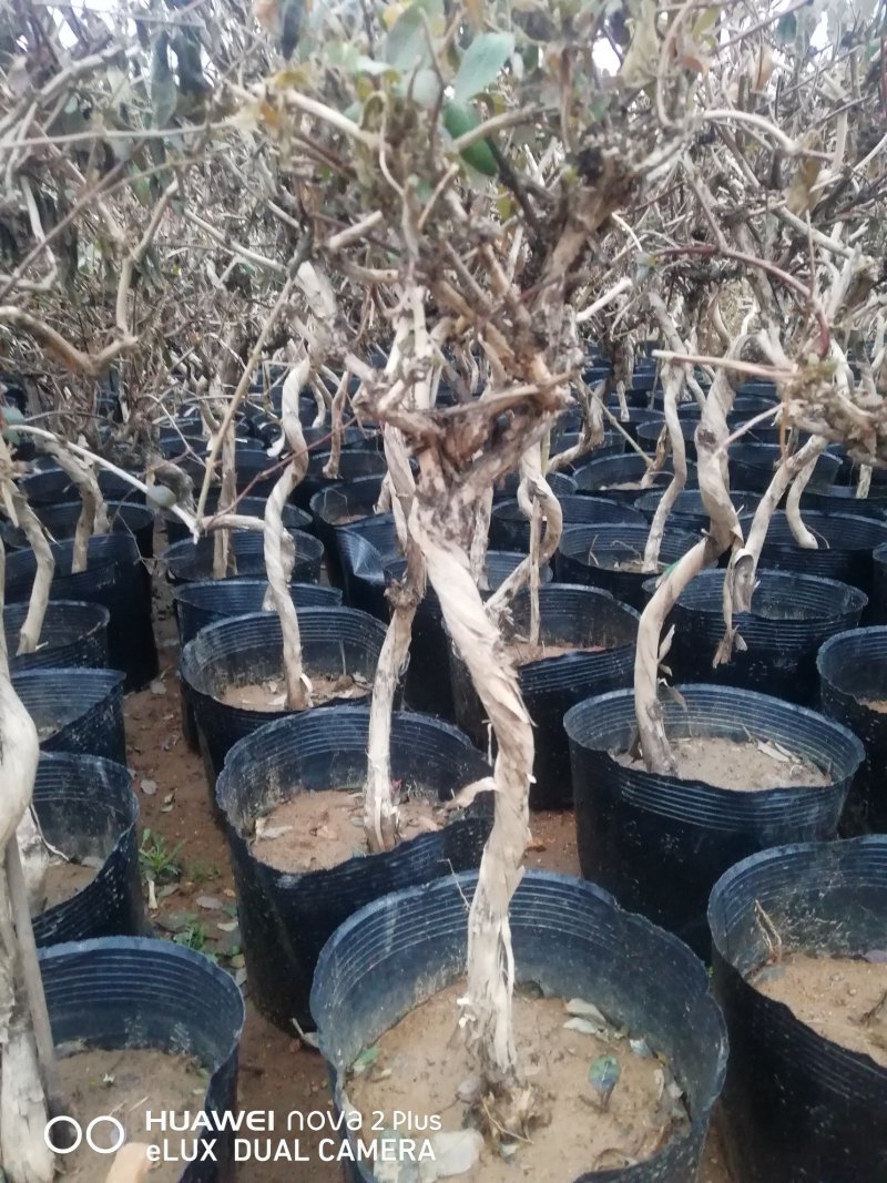 庭院阳台装饰精品金银花树(红花）观赏入茶药用均可