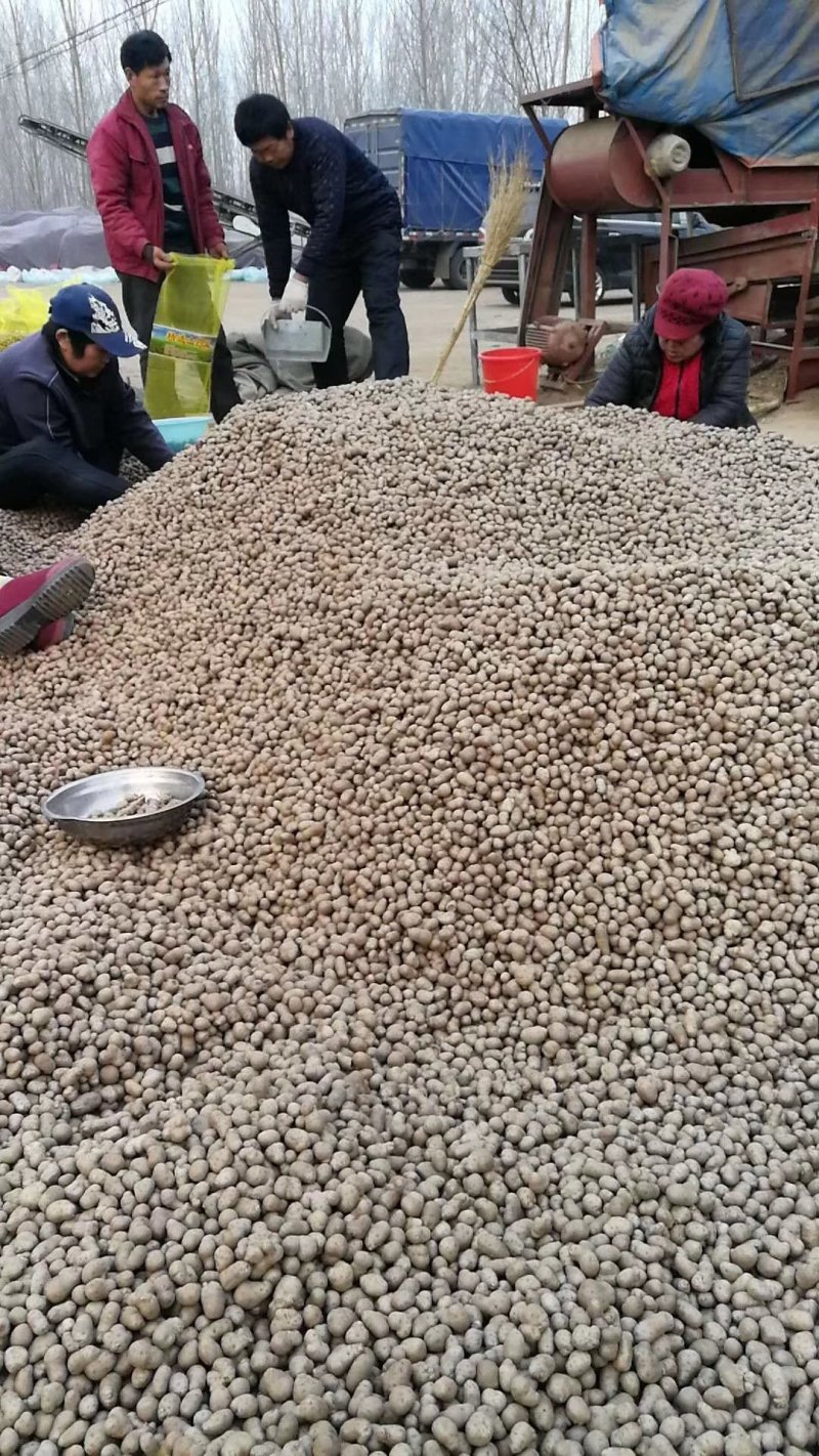 山药豆，白玉豆，白玉原种，白玉山药豆，，，
