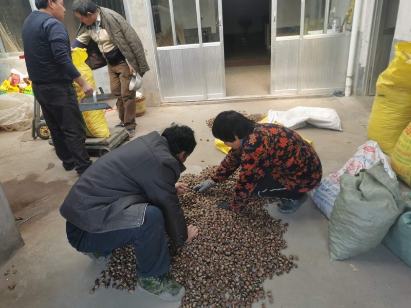 板栗种子