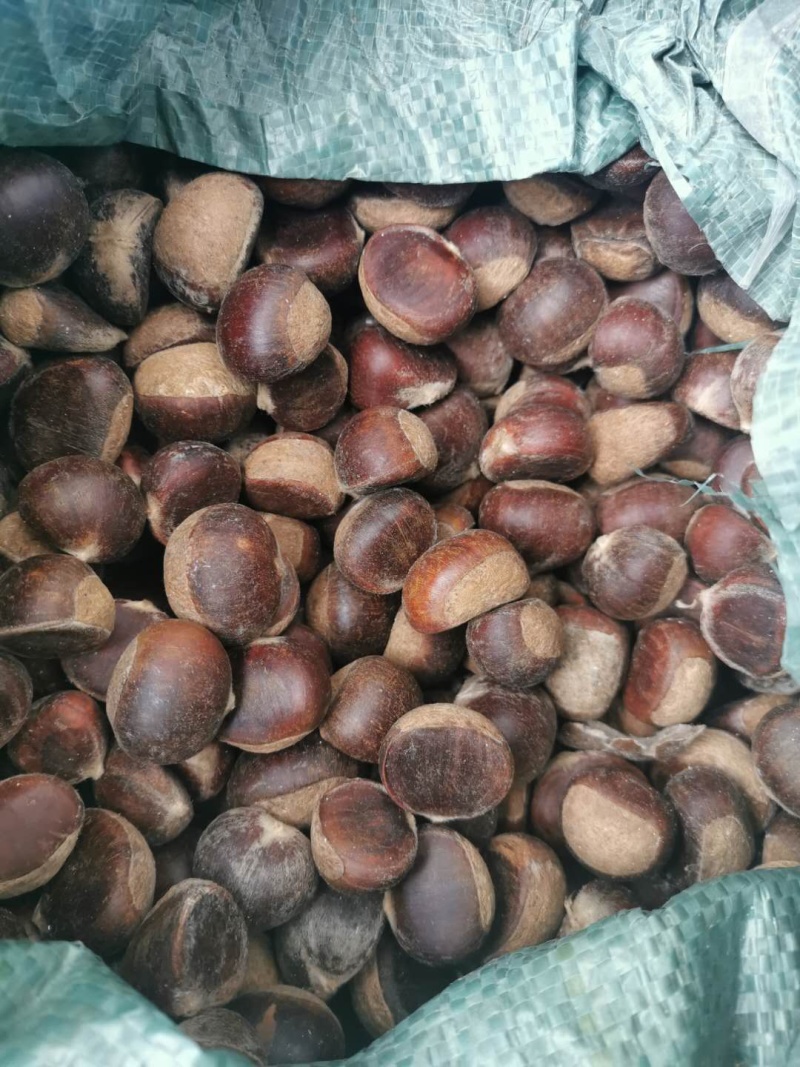 板栗种子