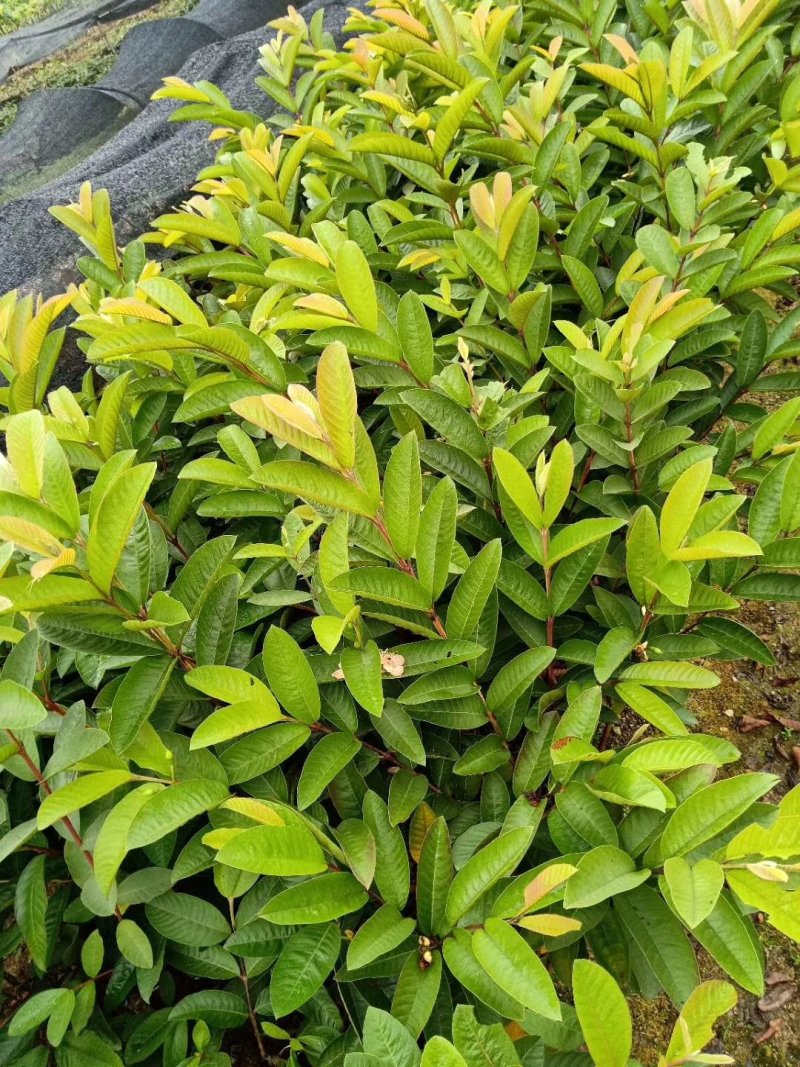 武记果苗场，番石榴树苗，