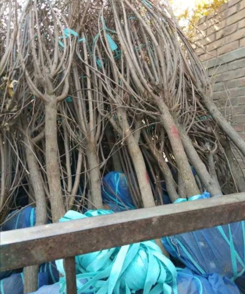 文冠果：根系发达质量有保证价格合理可以实地考察支持线上