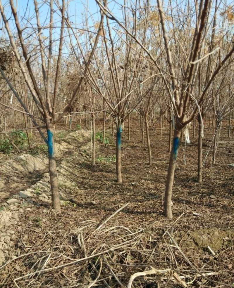文冠果：根系发达质量有保证价格合理可以实地考察支持线上